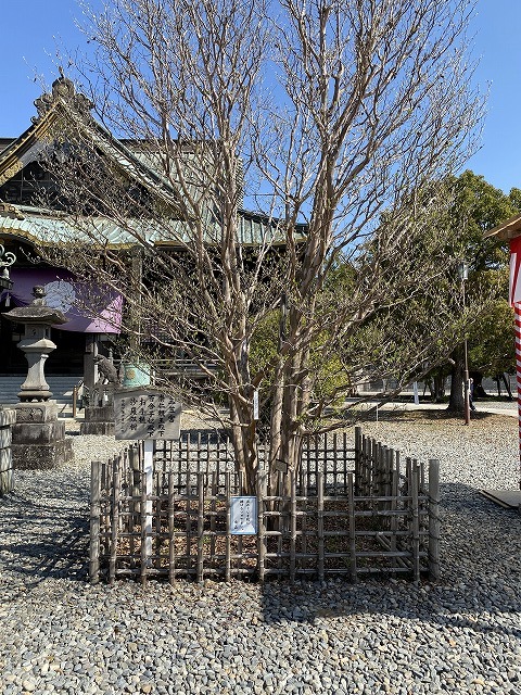 成田山新勝寺(釈迦堂)　シャラノキ