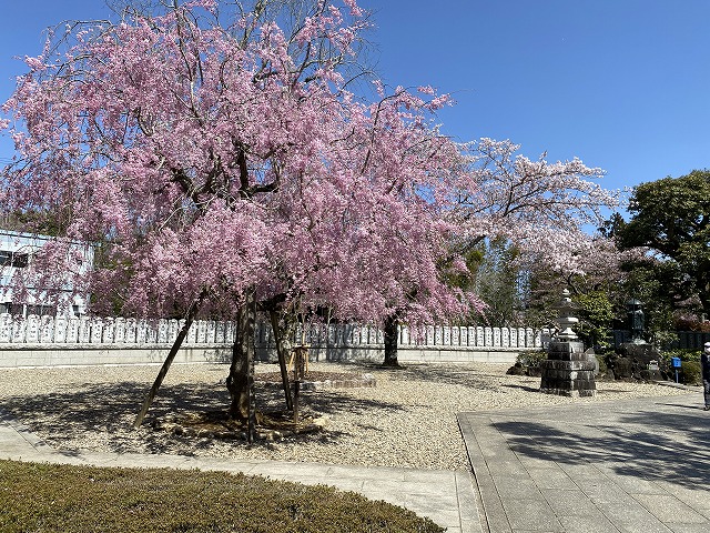 成田山新勝寺(醫王殿)　桜