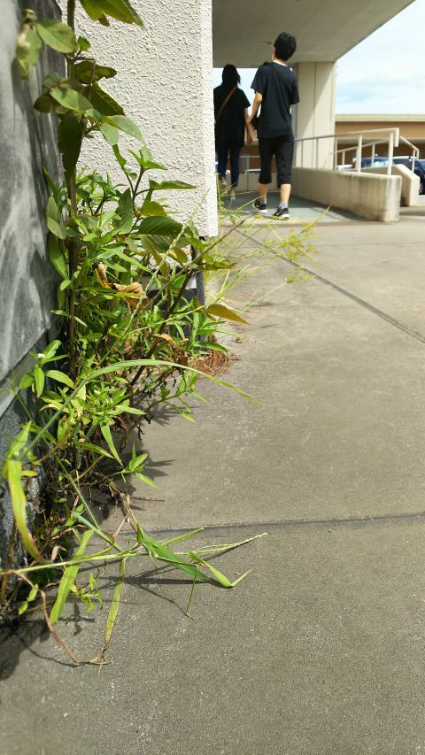 屋上駐車場のコンクリートの隙間から雑草が生えているので、これで食いつないでいるものと思われます。