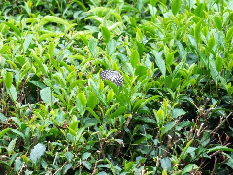 茶畑にいた蝶を発見～。アカボシゴマダラかな？