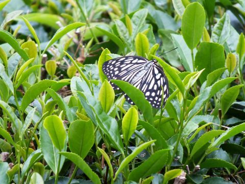 アカボシゴマダラと思われる蝶にズーム。肝心な赤い斑点がお茶の葉っぱに隠れているけど、赤班が無い個体もいるそうです。