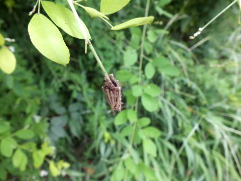 このミノムシ、観察していたら、家ごとモゾモゾ動いていました。中にいる幼虫が草の茎の先端につかまって落ちつき具合を調整しているようでした。