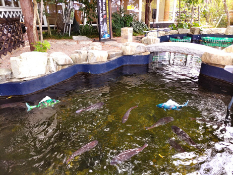 ロボ魚が泳ぐ池