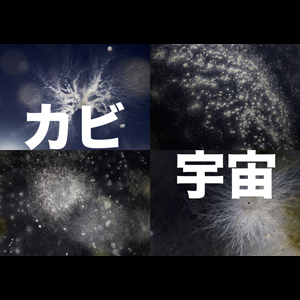 2022_クリスマス_カビ宇宙_logo