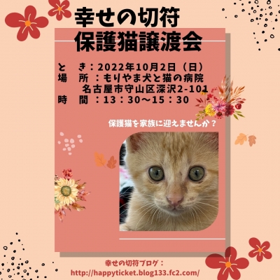 幸せの切符保護猫譲渡会 (2)