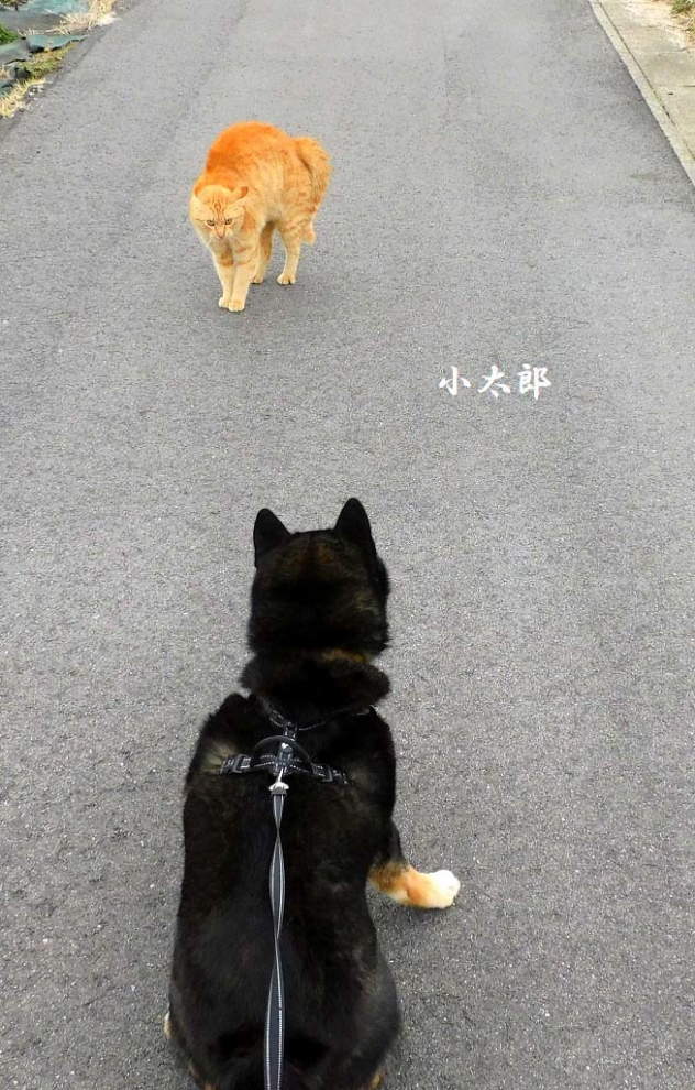 03.24小太郎と猫