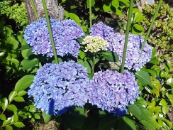 見事な花になった青系紫陽花
