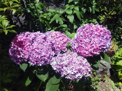 見事な花になったピンク系紫陽花