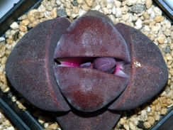 2輪目の花芽が上がって来た紫帝玉