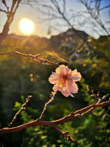 十月桜 (小)