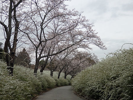 愛知県緑化センターの桜並木