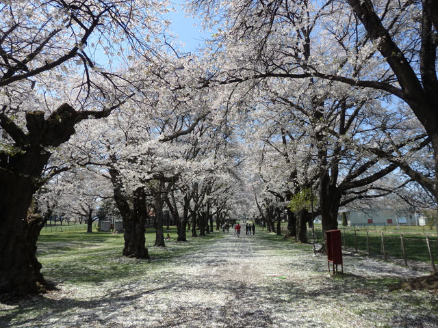 家畜改良センター茨城牧場長野支場の桜