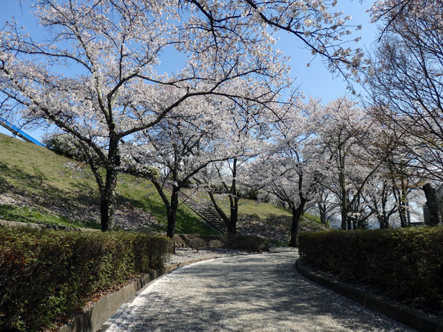 稲荷山公園の桜