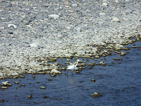 犀川で餌を探す鷺