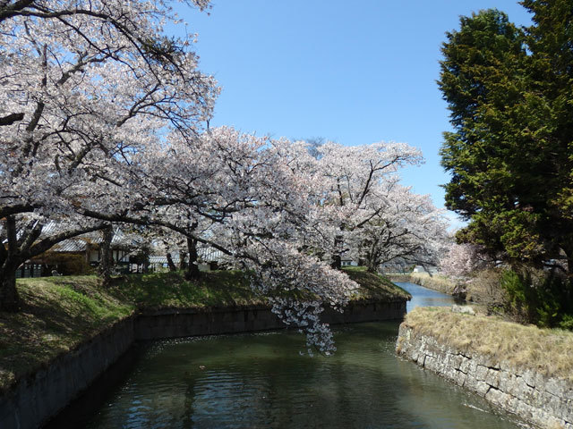 龍岡城五稜郭のお堀と桜