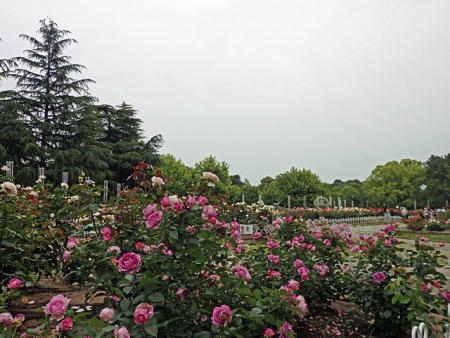 名古屋市鶴舞公園のバラ