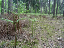 5月の森　ワラビ