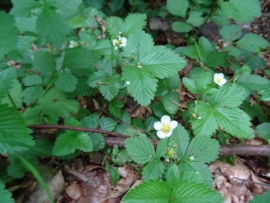 5月の森　Wald-Erdbeere(ワイルドストロベリー)