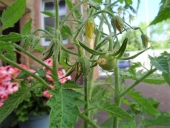 野菜栽培　トマト