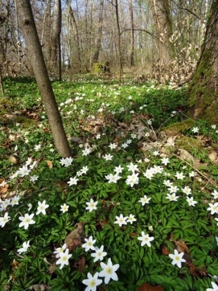 3月の森　Buschwindröschen(アネモネ・ネモローサ、ヤブイチゲ)