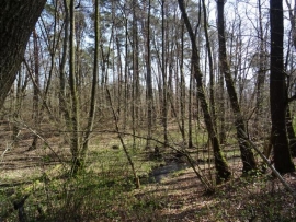 3月の森