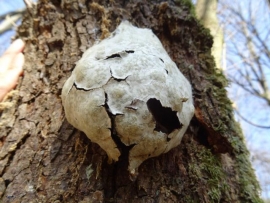 3月の森　粘菌　Stäublings-Schleimpilz(マンジュウドロホコリ)