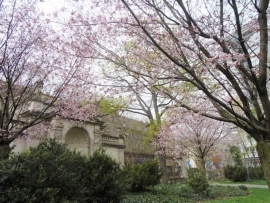 3月の景色　桜