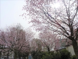 3月の景色　桜