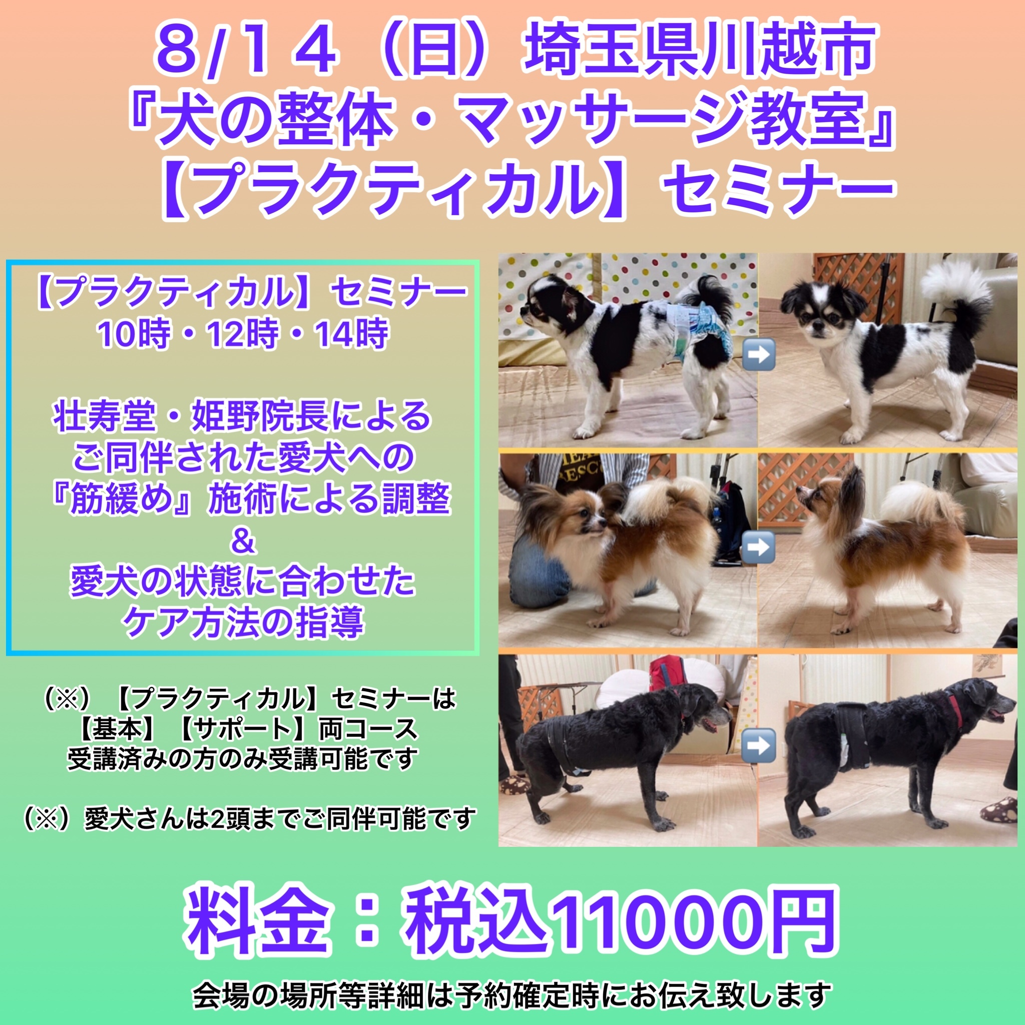 埼玉県開催犬の整体マッサージセミナー告知
