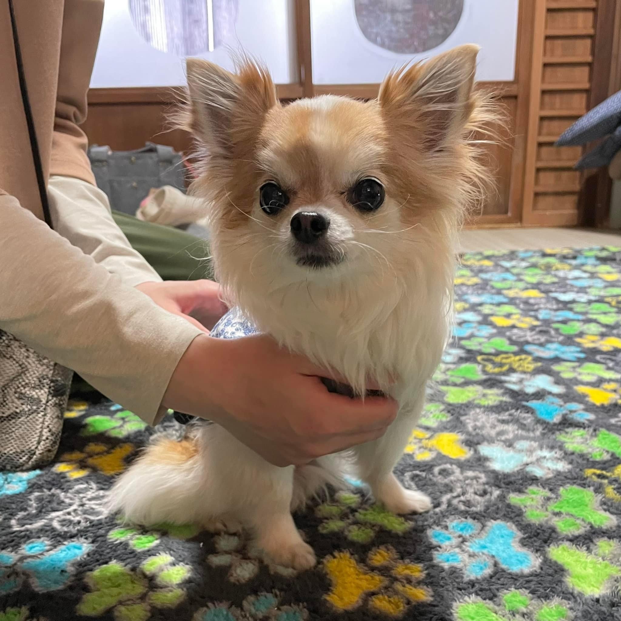 大阪府犬の整体マッサージセミナーに参加された愛犬さん