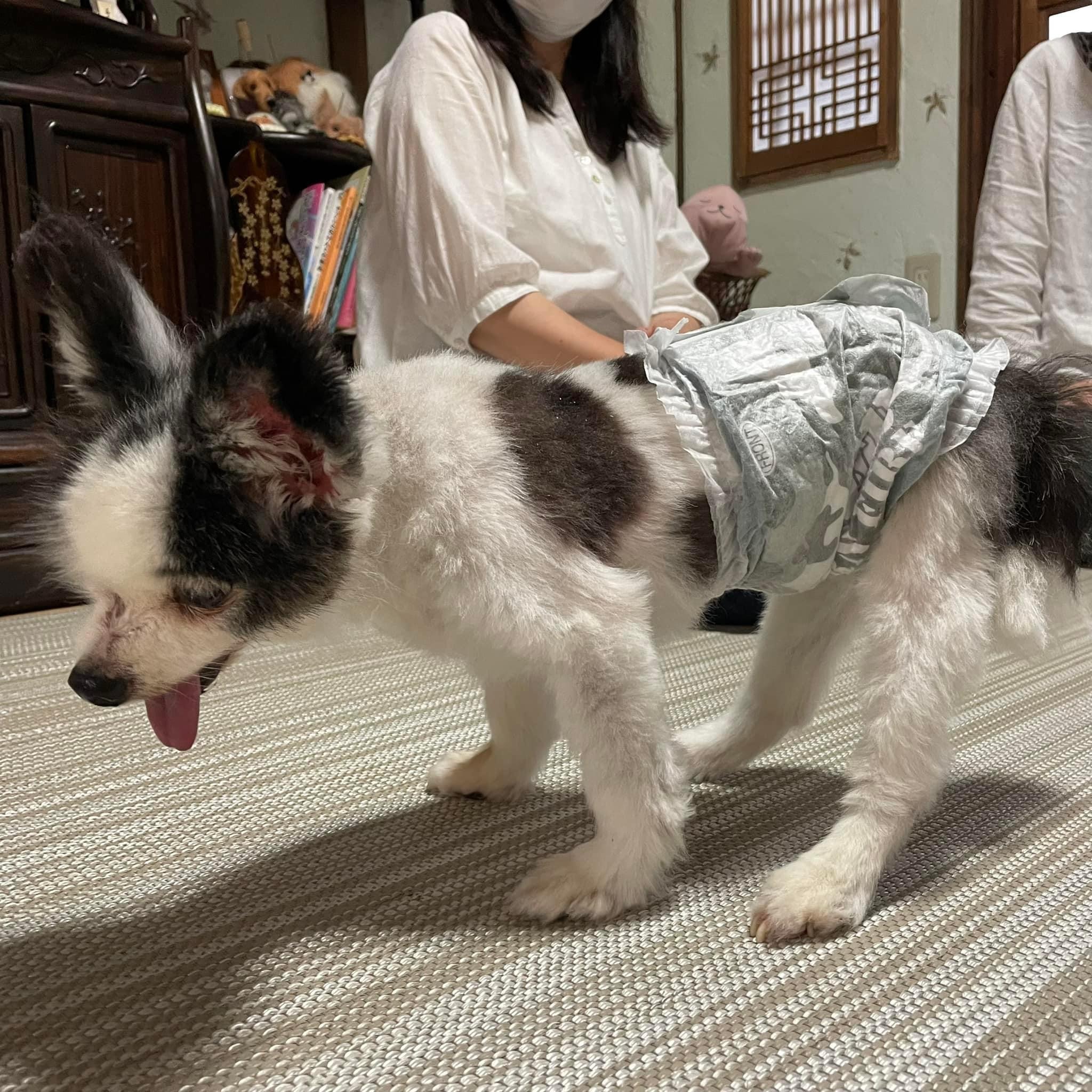 大阪府犬の整体マッサージセミナーに参加された愛犬さん
