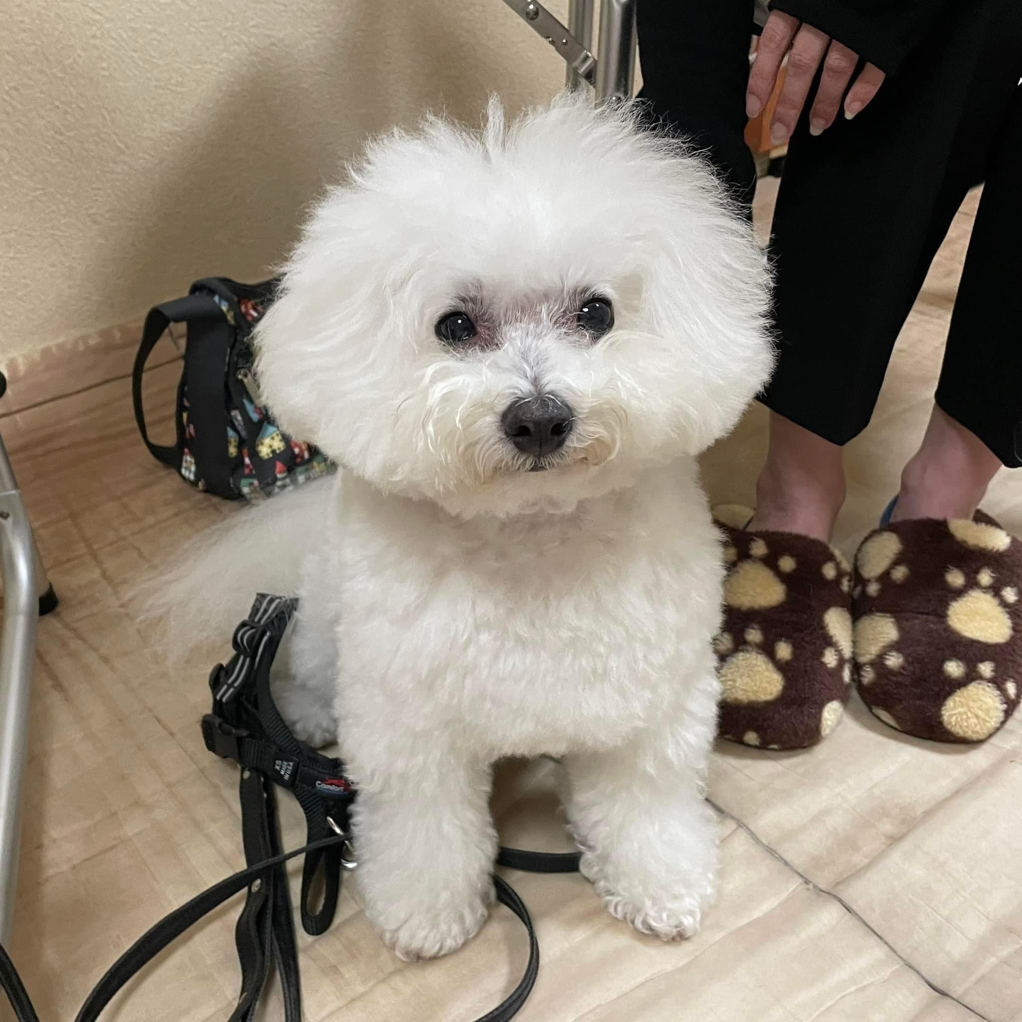 東京都犬の整体マッサージセミナーに参加された愛犬さん