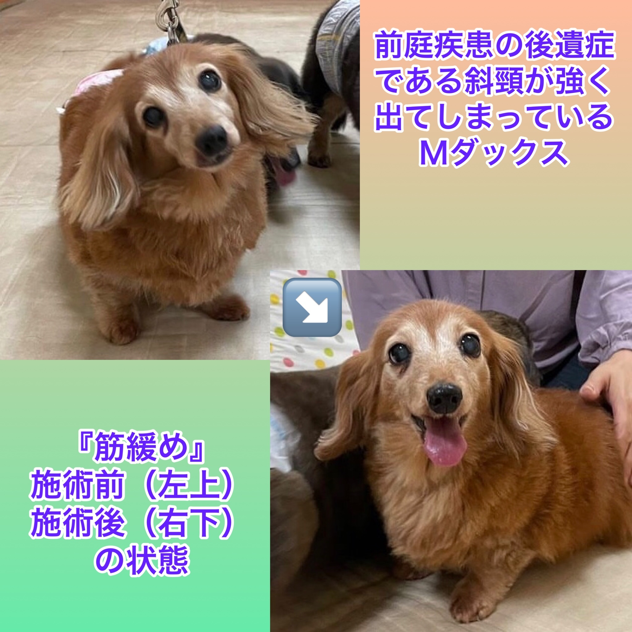 犬の整体マッサージ教室に参加された愛犬さんの施術効果