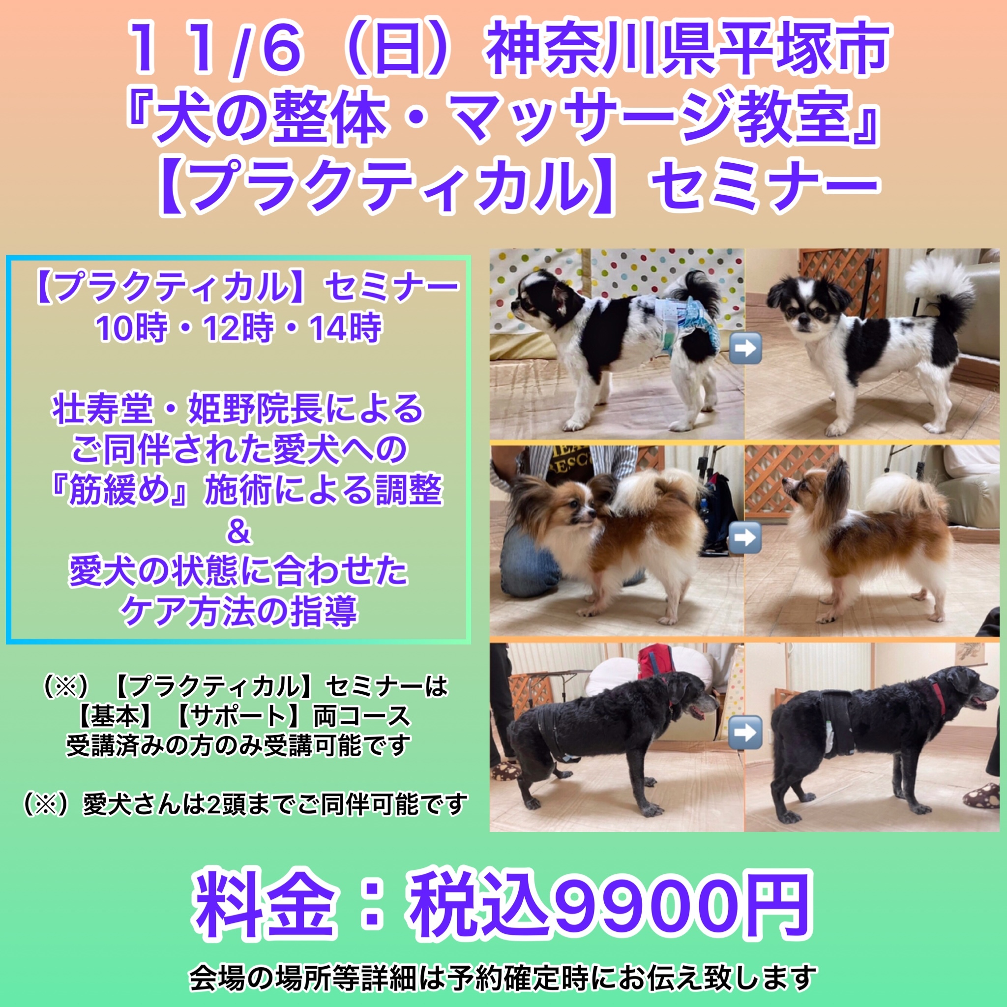 神奈川県犬の整体マッサージセミナー告知