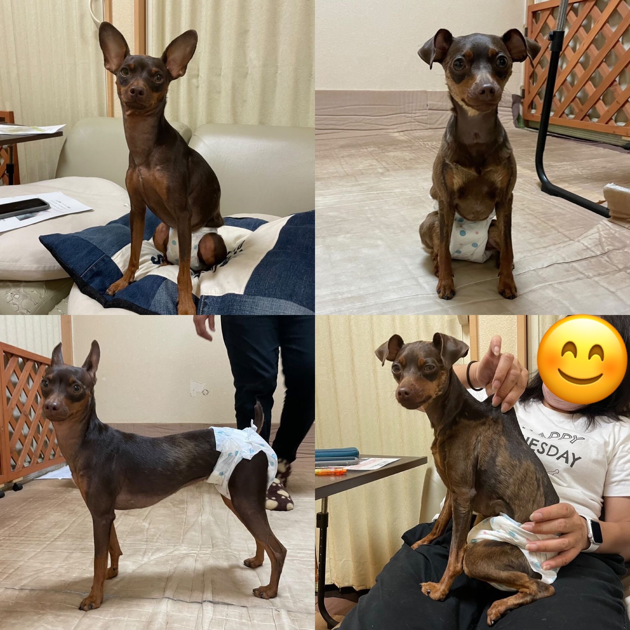 犬の整体マッサージ教室に参加された愛犬さん達の施術後の状態