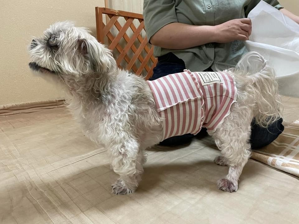犬の整体マッサージ教室に参加された愛犬さんの施術後の状態