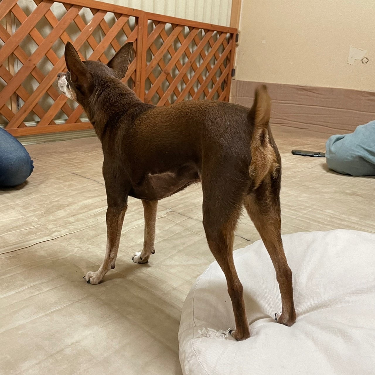 犬の整体マッサージ教室に参加された愛犬さんの施術後の状態