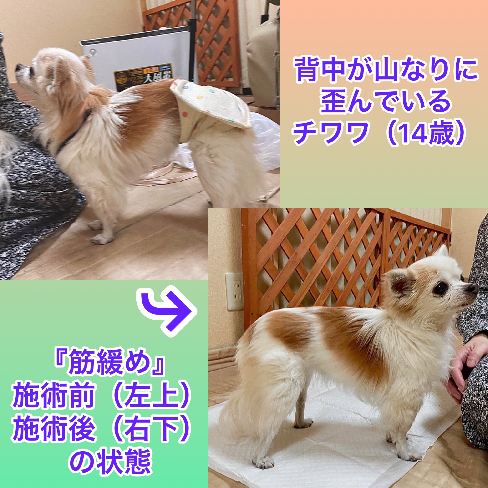 犬の整体マッサージ教室に参加された愛犬さんの施術効果<br>