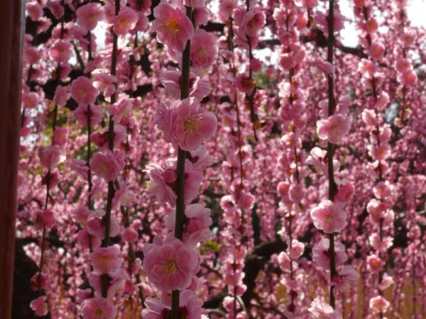 結城神社　ピンクのしだれ梅がたくさん
