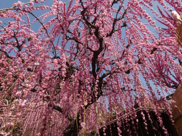 結城神社　ピンクのしだれ梅　下から見るともっと梅の花が降り注いでるみたい