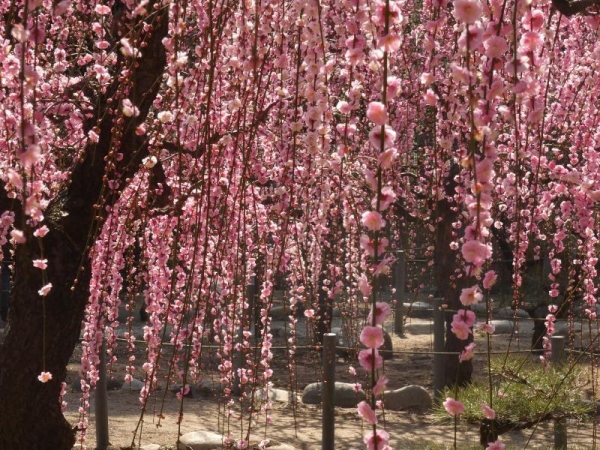 結城神社　ピンクのしだれ梅　梅の花が降り注いでるみたい