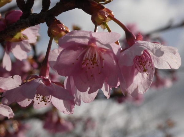 河津桜　花がに日透けてきれい