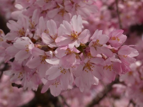 濃いめピンクのしだれ桜
