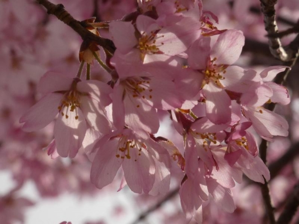 光に透けてる濃いめピンクのしだれ桜