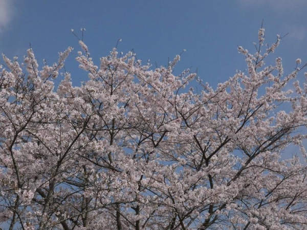 桜の花＆青空