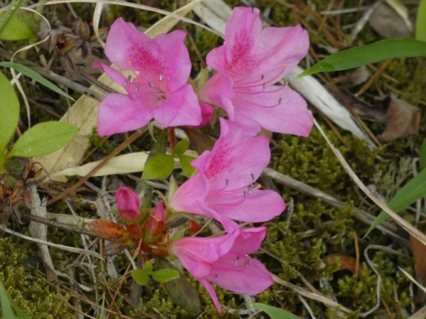 少し濃い目ピンクのモチツツジの花
