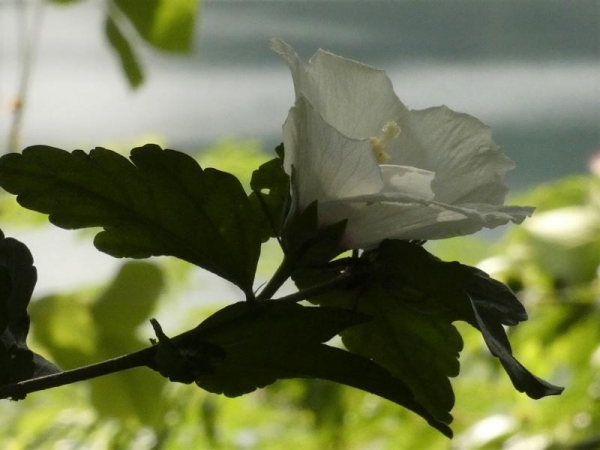 日陰にある白いムクゲの花