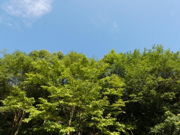 青空＆緑の木々