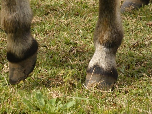木曽馬さんの足