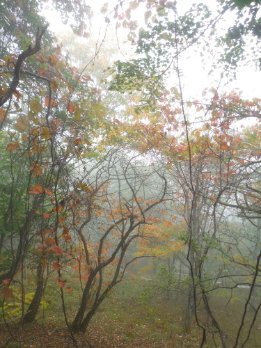 霧とヤマブドウ
